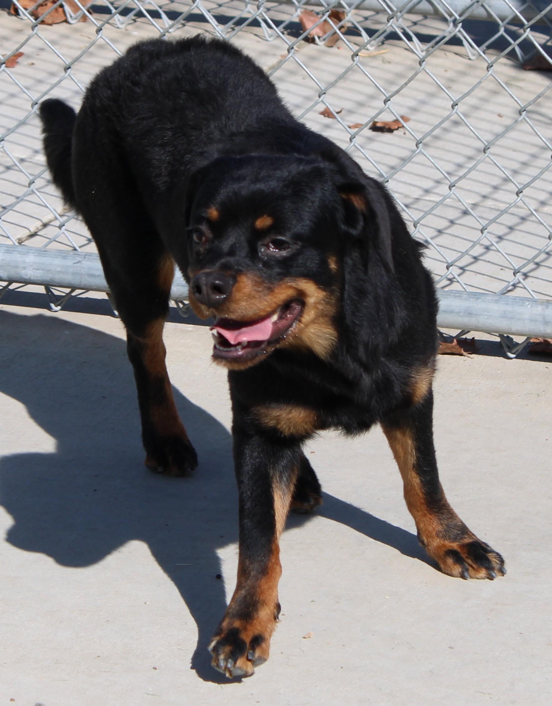Enlarge PROSPERITY, a Adoptable mixed breed in Wasco, CA image 4/6