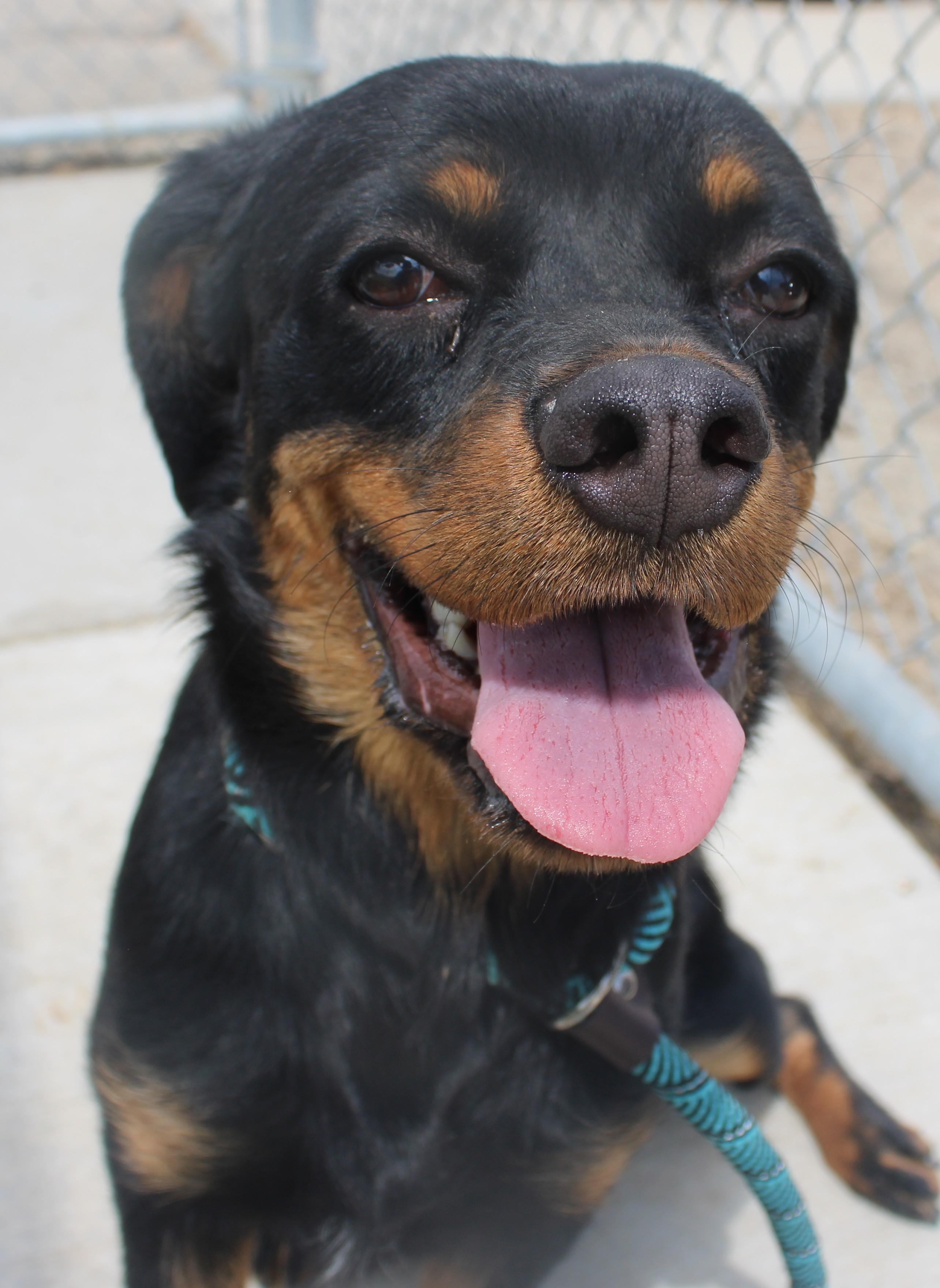 PROSPERITY (Available Aug 18), a ADOPTABLE mixed breed in Wasco, CA image 2/4
