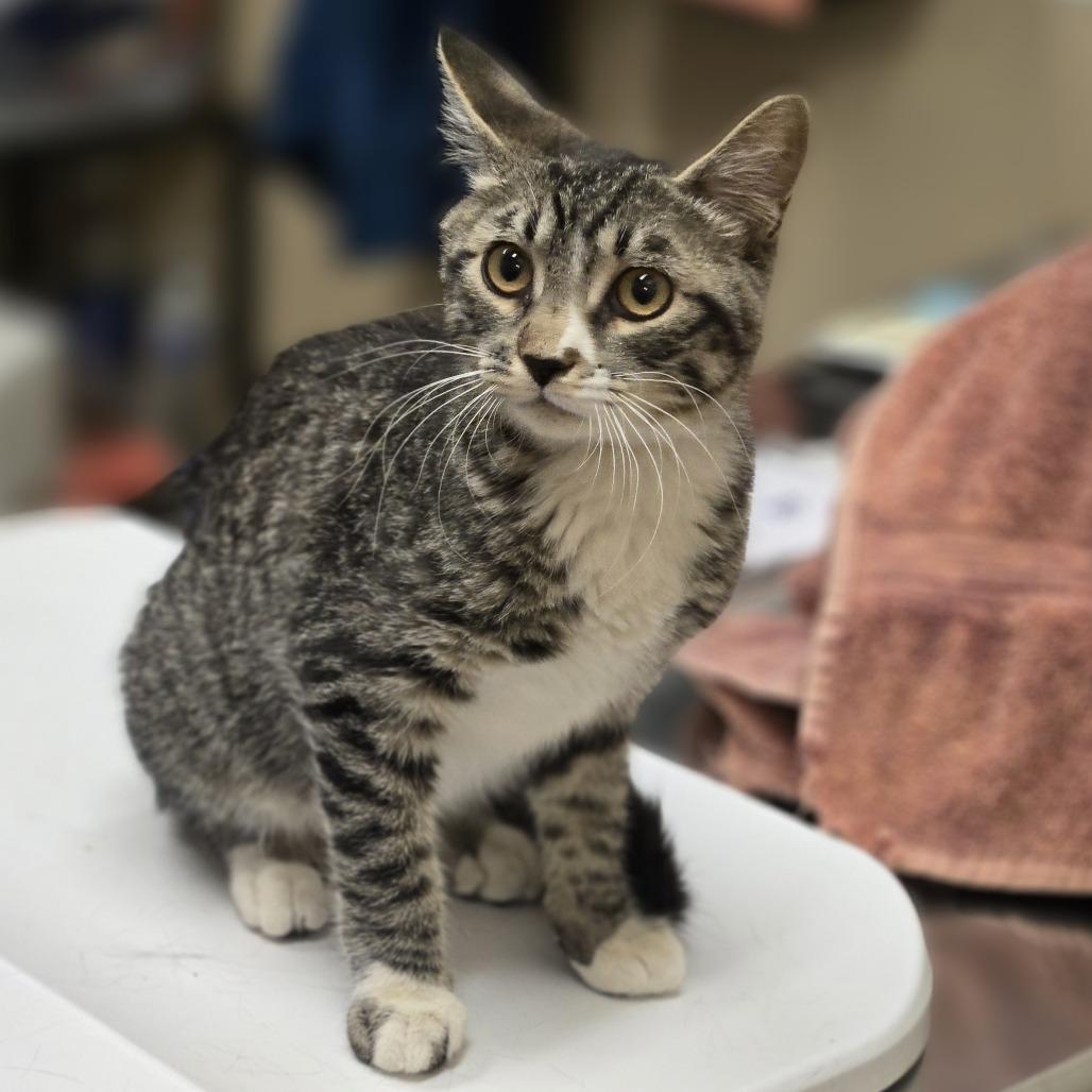 Danielle, Adoptable, Kitten Female Domestic Short Hair.