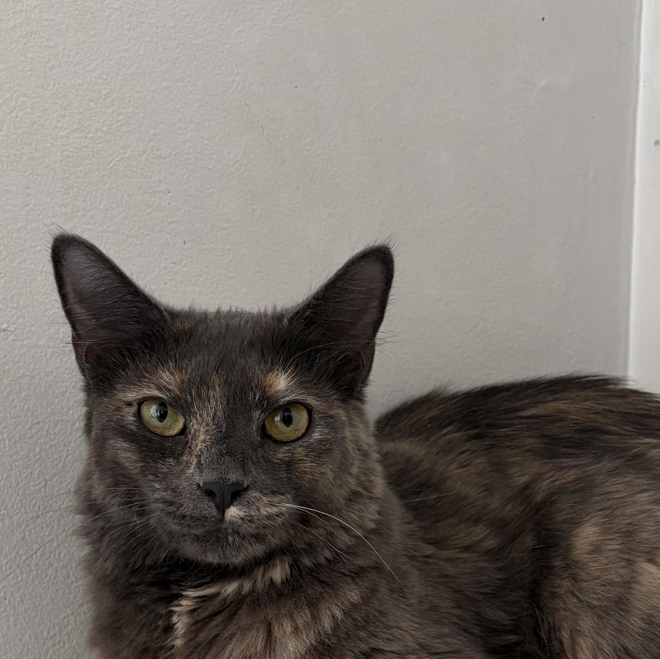 Enlarge Feathertail (Tally), a Adoptable Domestic Medium Hair in Roanoke, VA image 2/4