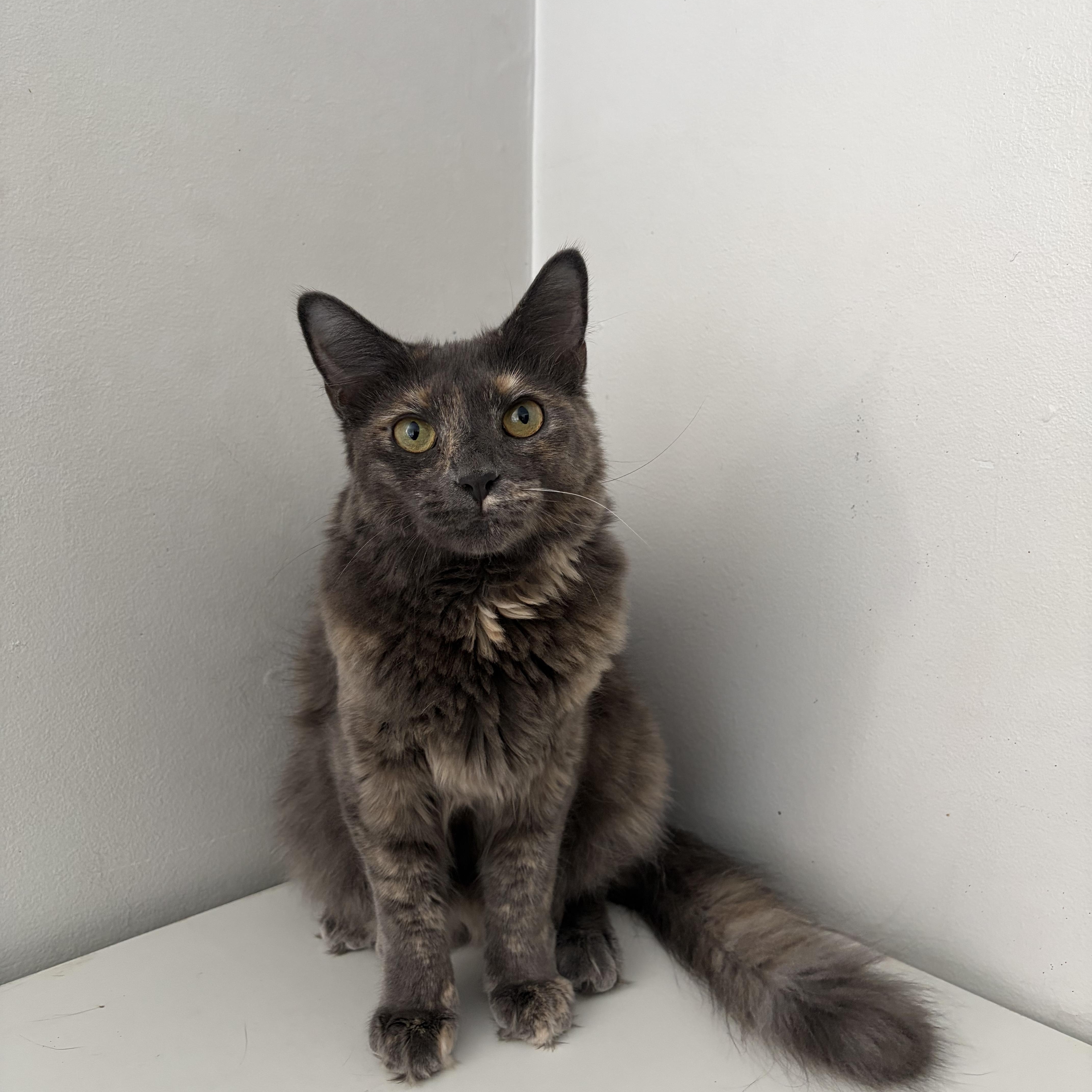 Enlarge Feathertail (Tally), a Adoptable Domestic Medium Hair in Roanoke, VA image 1/4