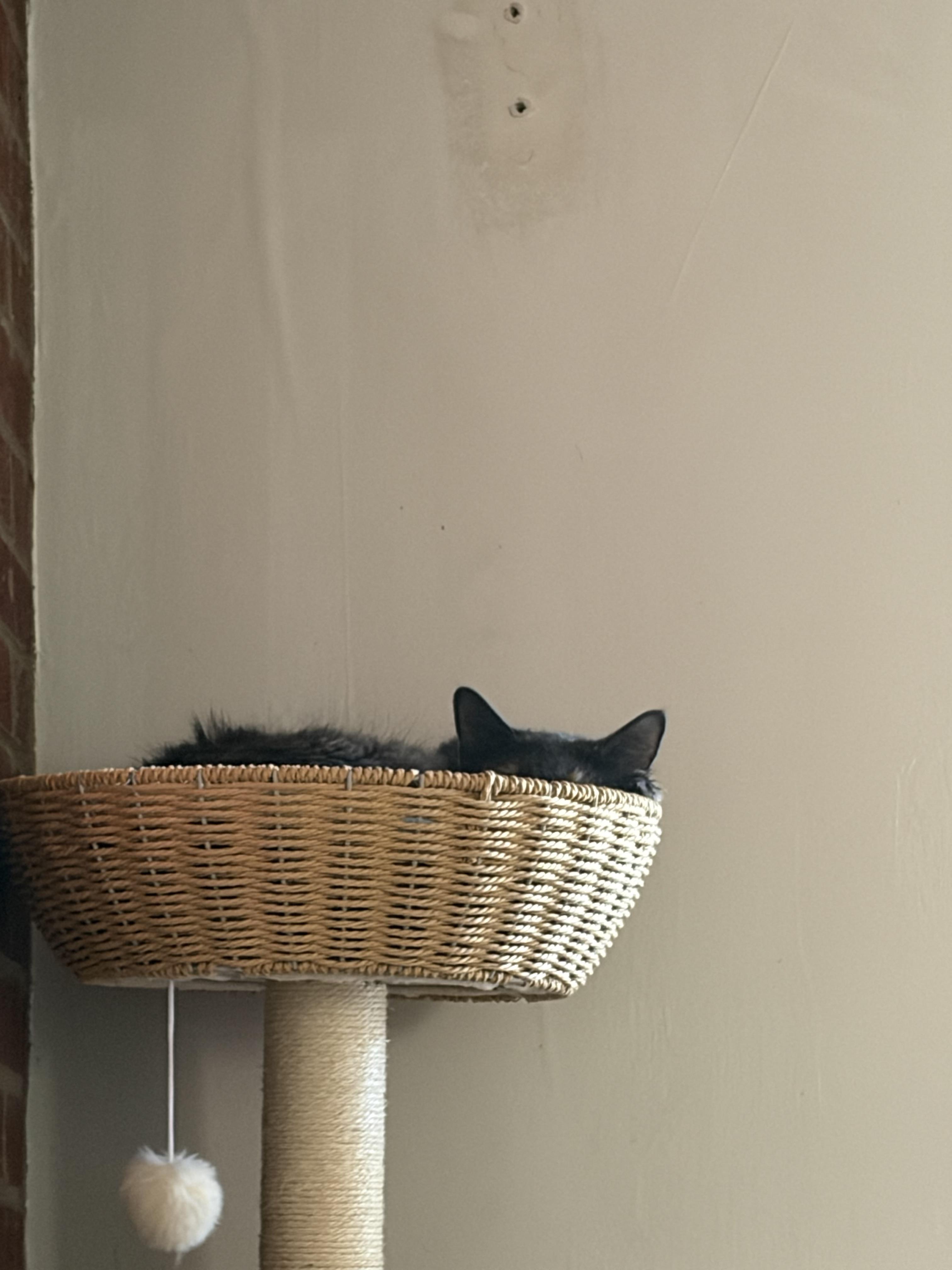 Enlarge Feathertail (Tally), a Adoptable Domestic Medium Hair in Roanoke, VA image 4/4