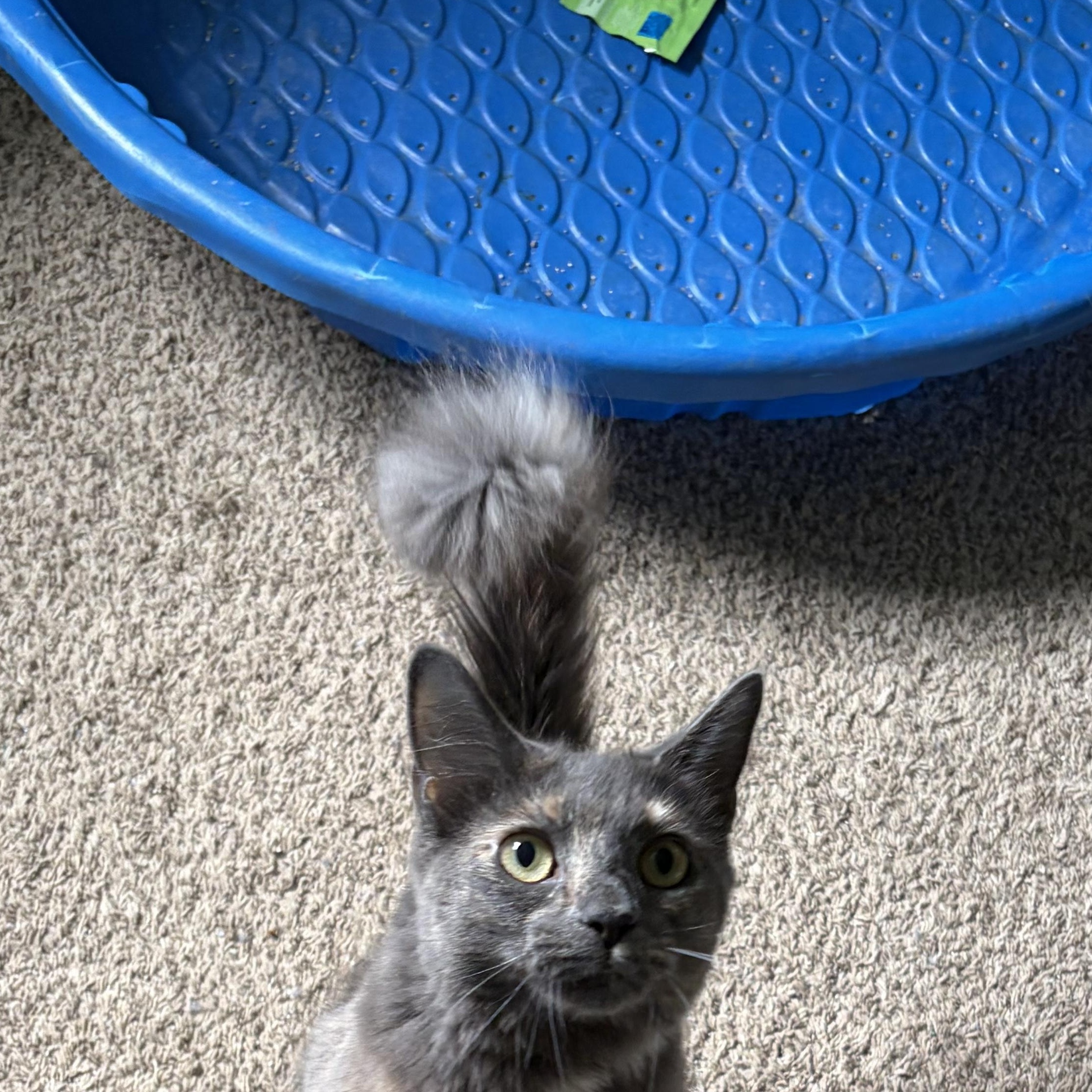 Enlarge Feathertail (Tally), a Adoptable Domestic Medium Hair in Roanoke, VA image 3/4