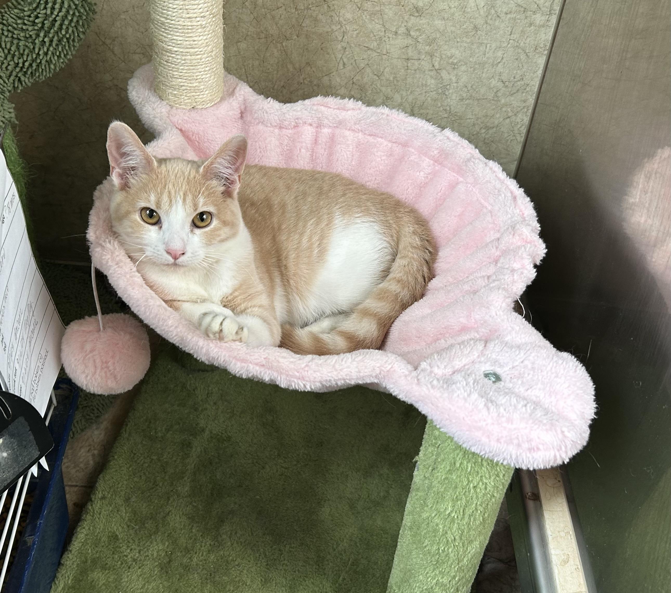 Pastry, Adoptable, Kitten Female Domestic Short Hair.