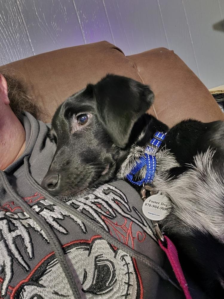 Enlarge Sage Greystar, a Adoptable mixed breed in Boston, MA image 1/5