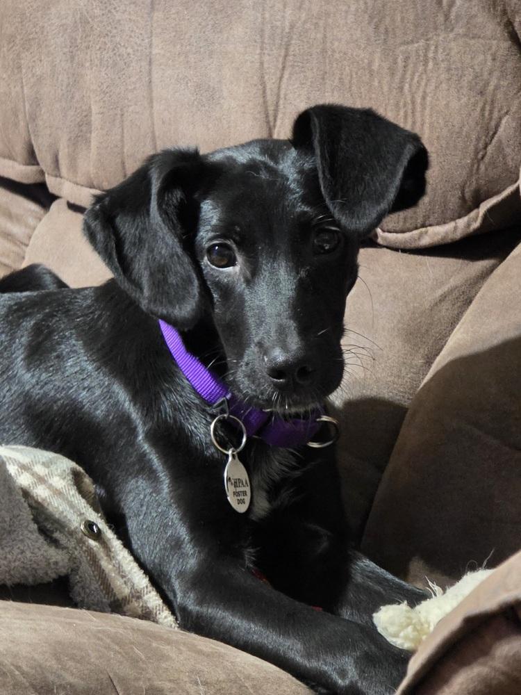 Enlarge Sage Greystar, a Adoptable mixed breed in Boston, MA image 2/5