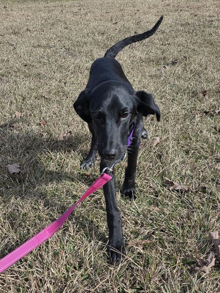 Enlarge Sage Greystar, a Adoptable mixed breed in Boston, MA image 3/5