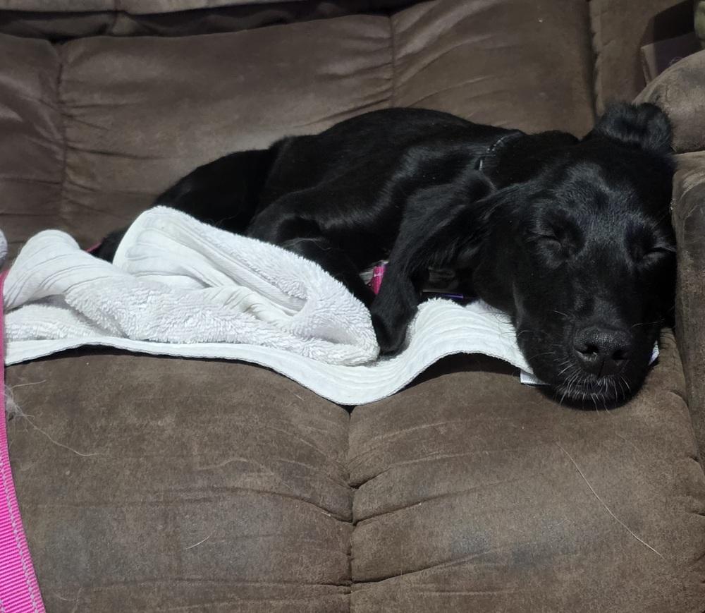 Enlarge Sage Greystar, a Adoptable mixed breed in Boston, MA image 4/5