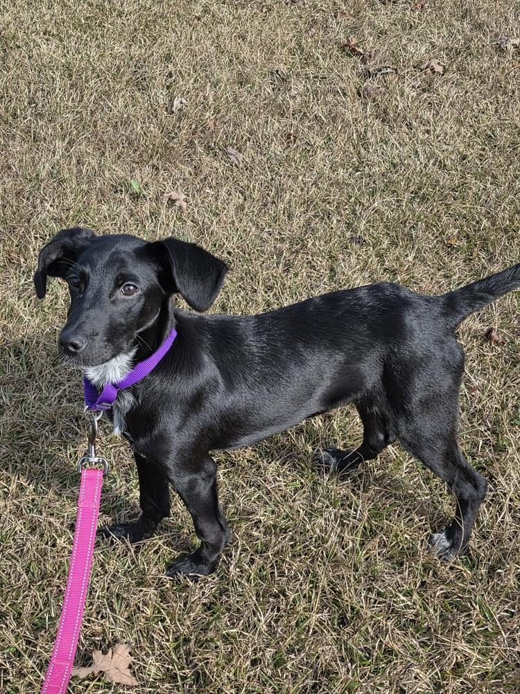 Enlarge Sage Greystar, a Adoptable mixed breed in Boston, MA image 5/5