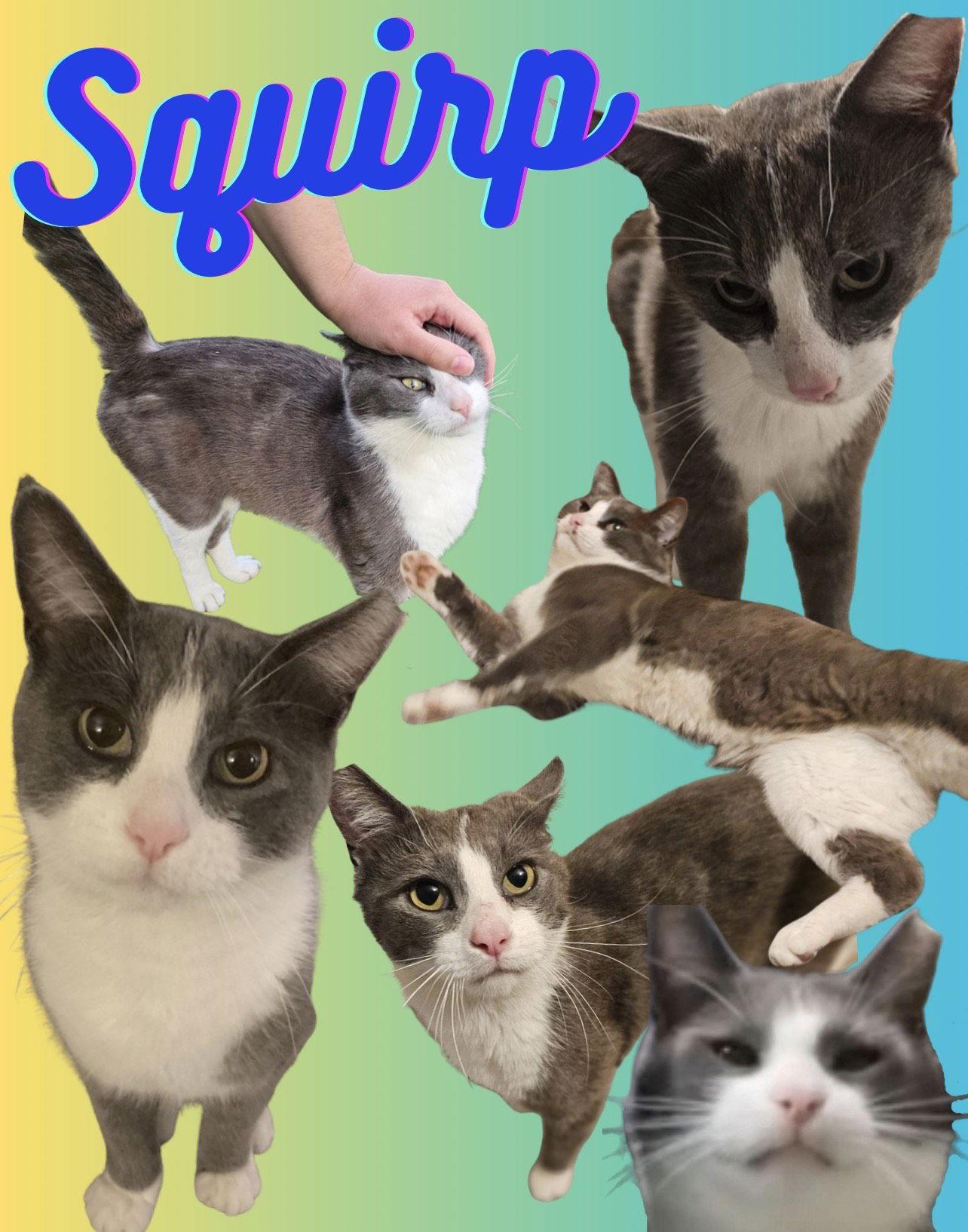 Squirp, Adoptable, Adult Male Domestic Short Hair.