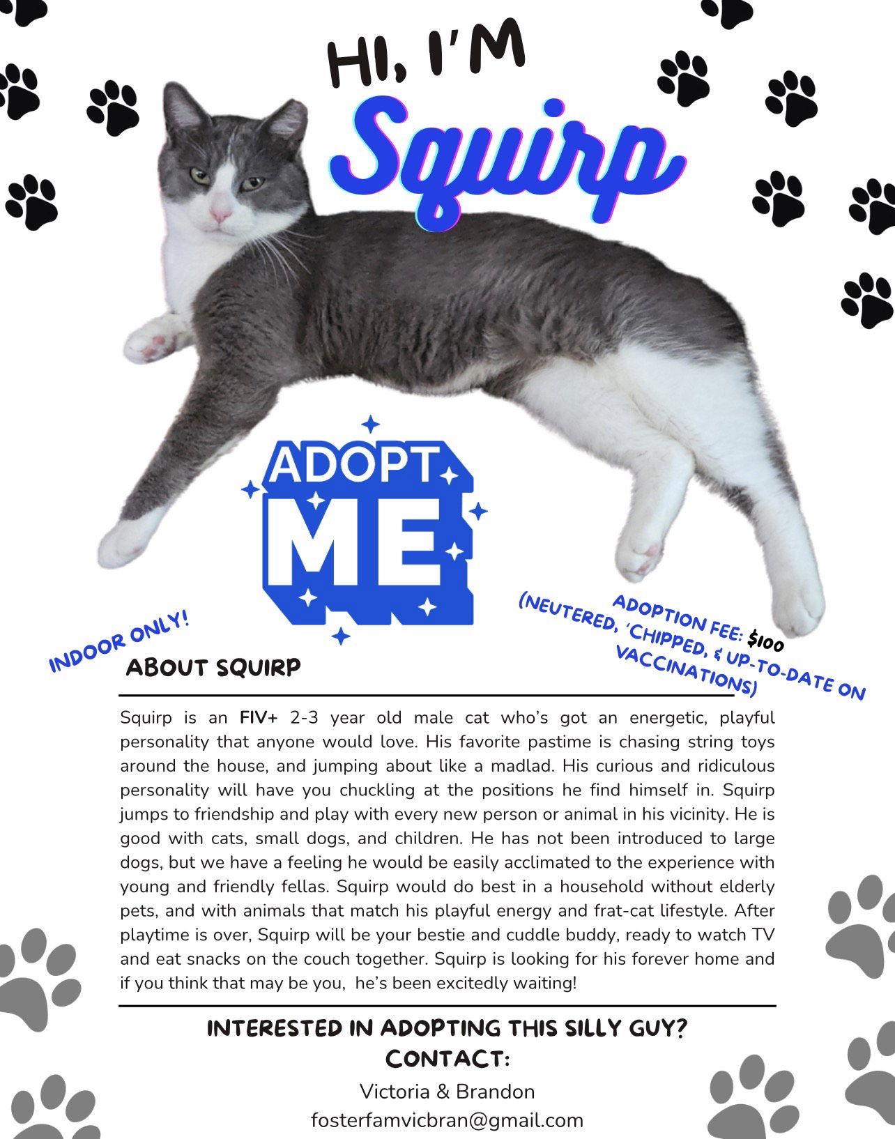 Squirp, a Adoptable Domestic Short Hair in New Albany, OH image 2/2