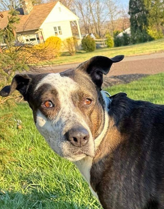 Enlarge Ellie, a Adoptable mixed breed in Hatfield, PA image 2/4