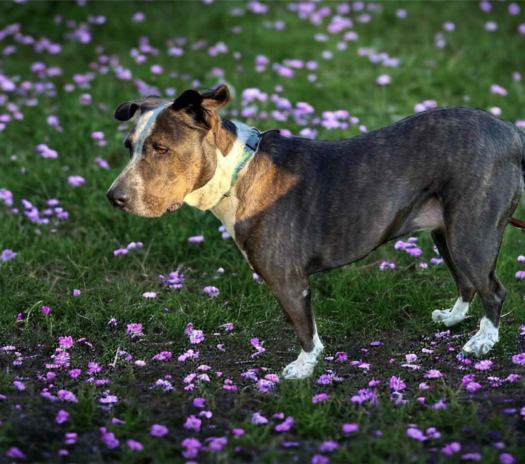 Enlarge Ellie, a Adoptable mixed breed in Hatfield, PA image 3/4