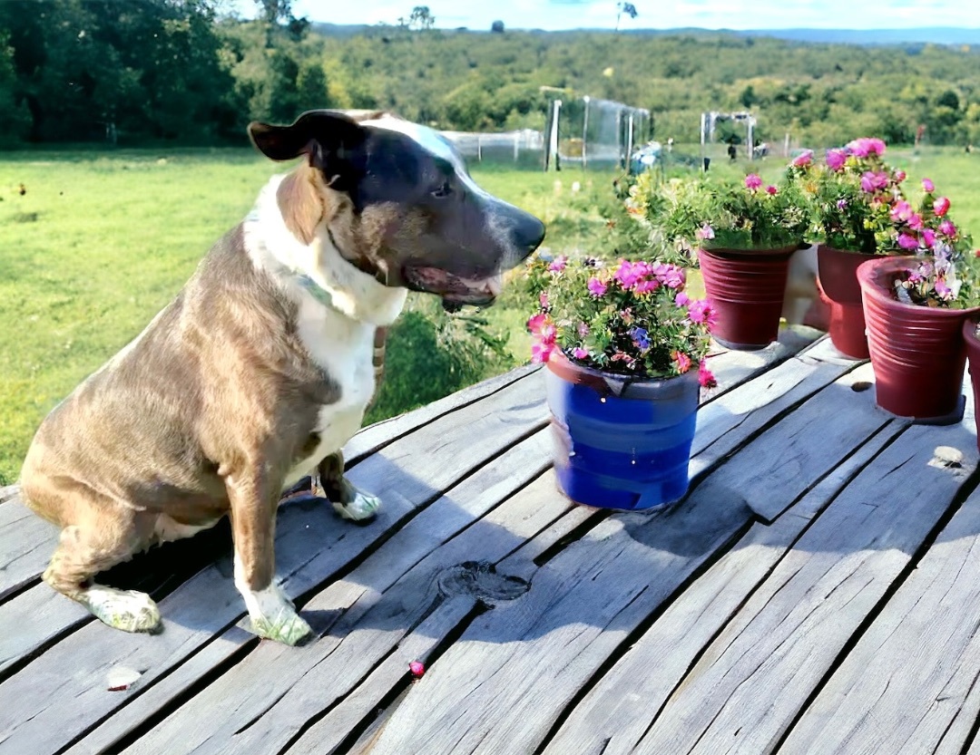 Enlarge Ellie, a Adoptable mixed breed in Hatfield, PA image 4/4