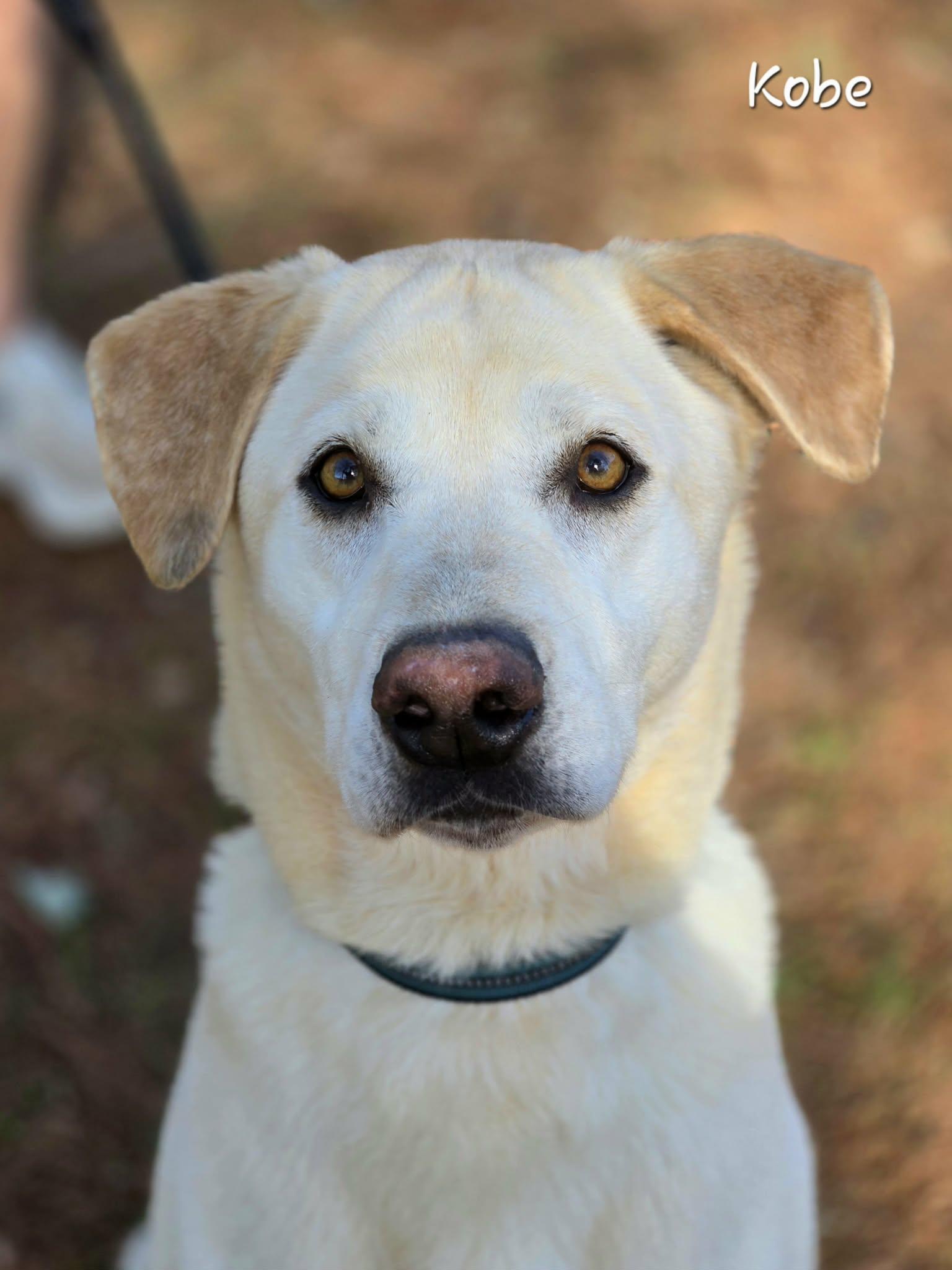 Enlarge Kobe, an adopted Labrador Retriever in Bishop, GA image 4/5