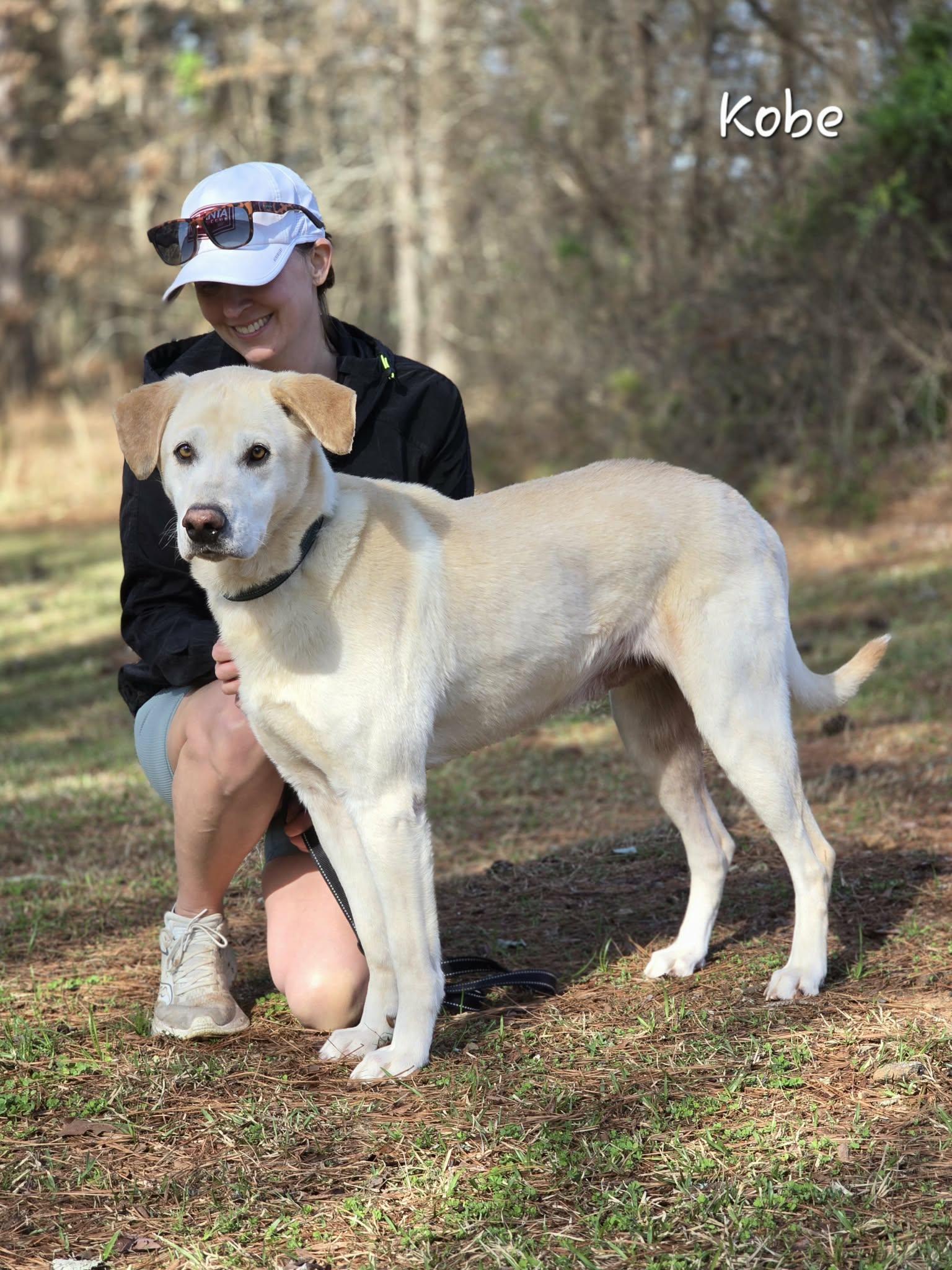 Enlarge Kobe, an adopted Labrador Retriever in Bishop, GA image 5/5