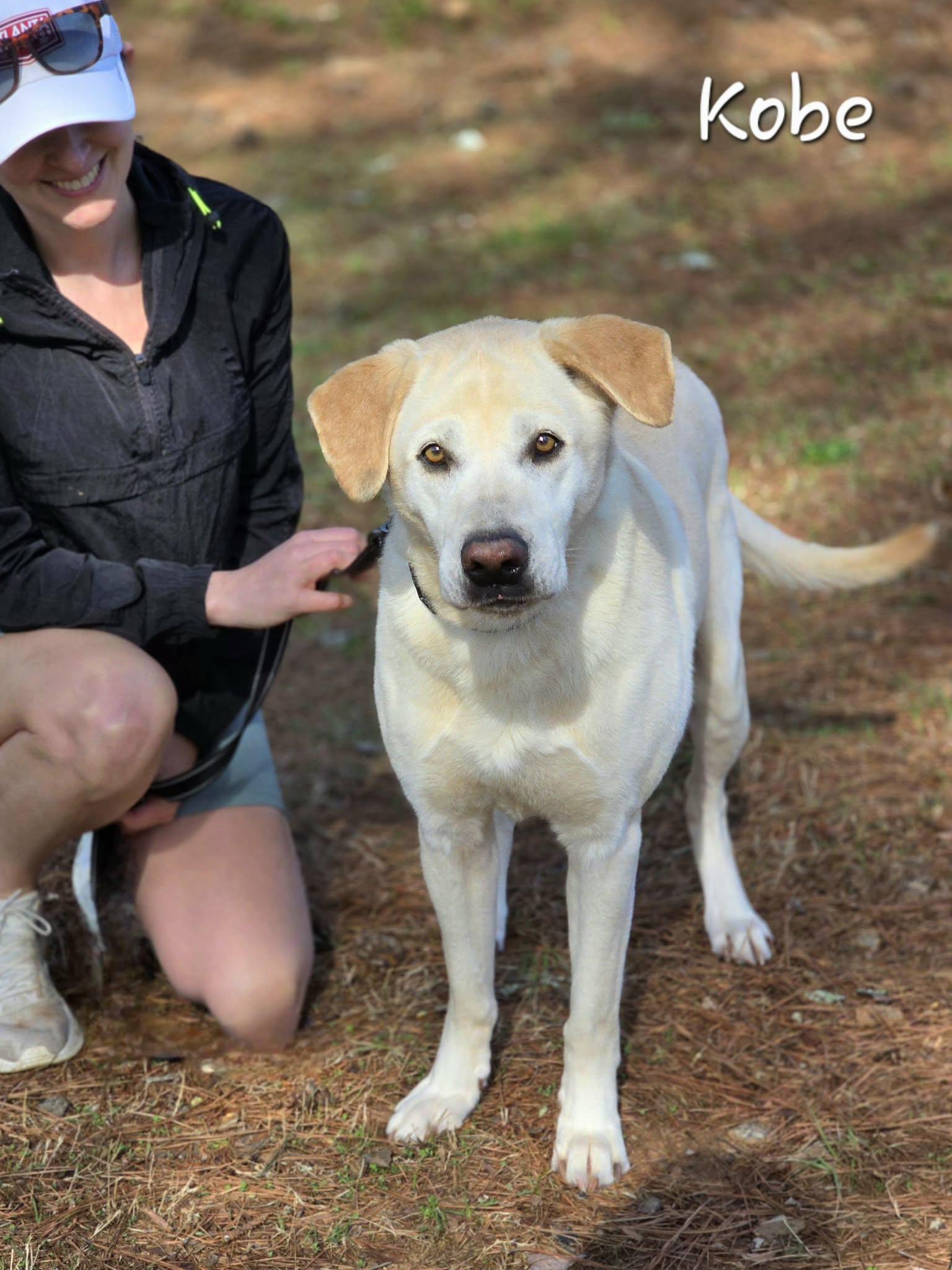 Enlarge Kobe, an adopted Labrador Retriever in Bishop, GA image 2/5
