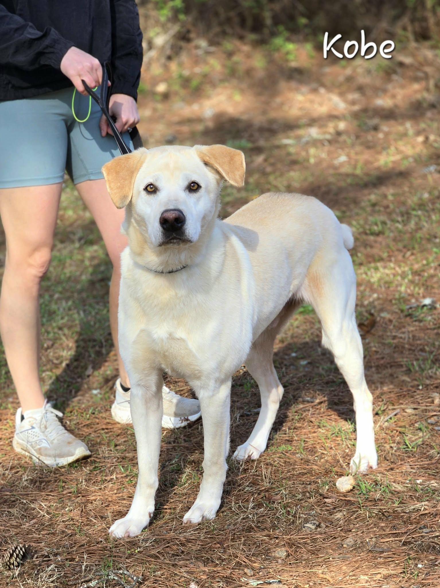 Kobe, adopted, Adult Male Labrador Retriever.