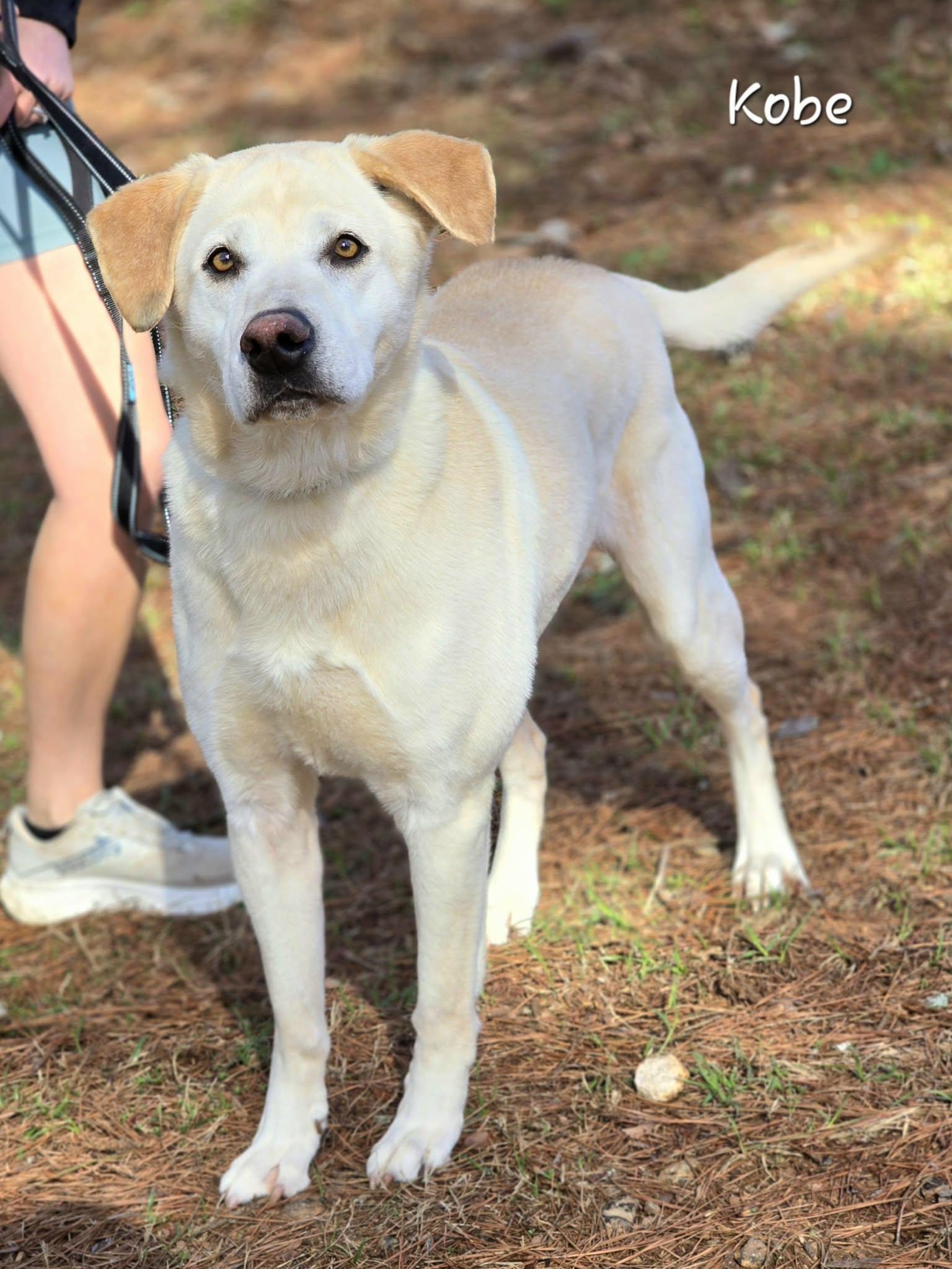 Enlarge Kobe, an adopted Labrador Retriever in Bishop, GA image 3/5