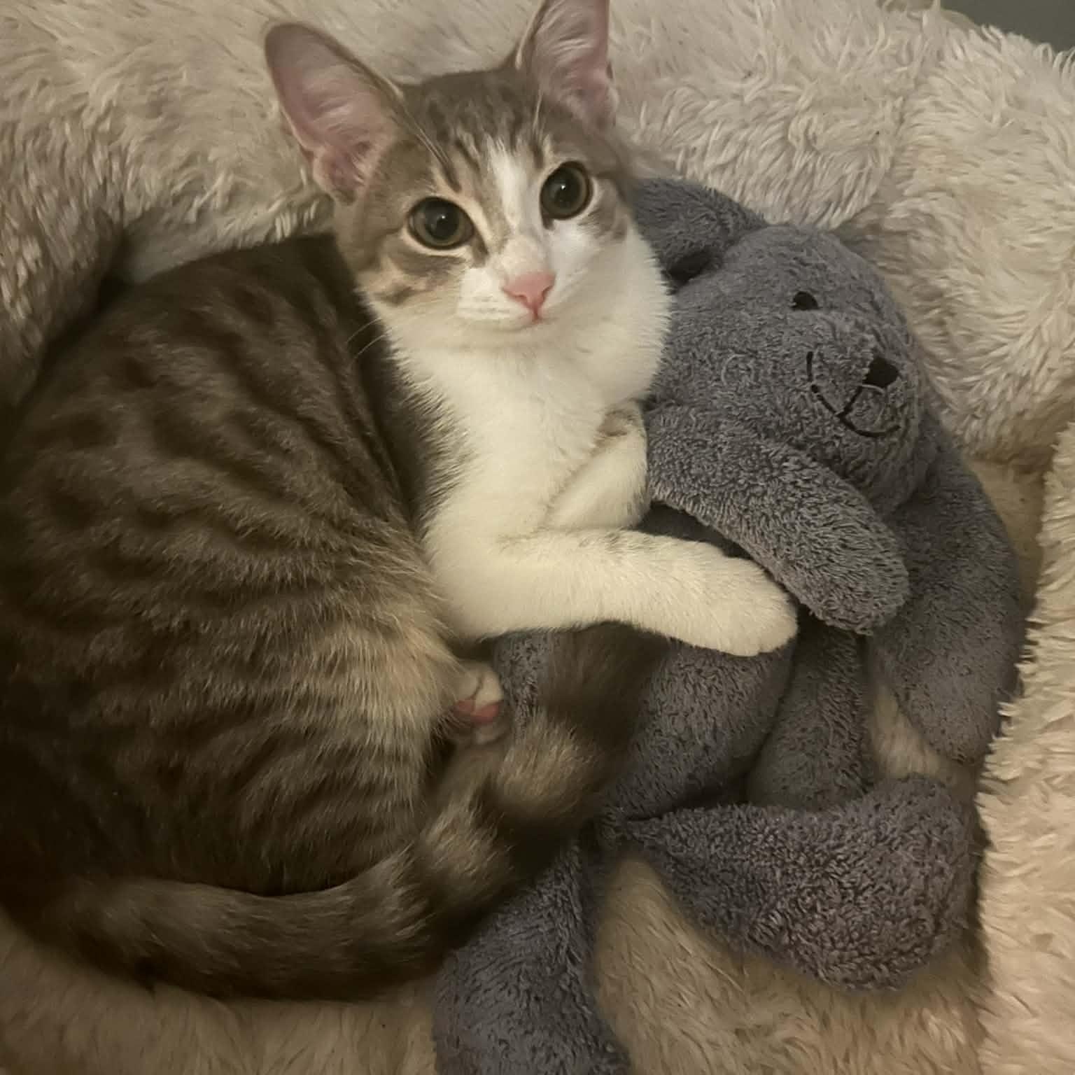 Enlarge Hops, an adopted Tabby in Fairborn, OH image 2/5