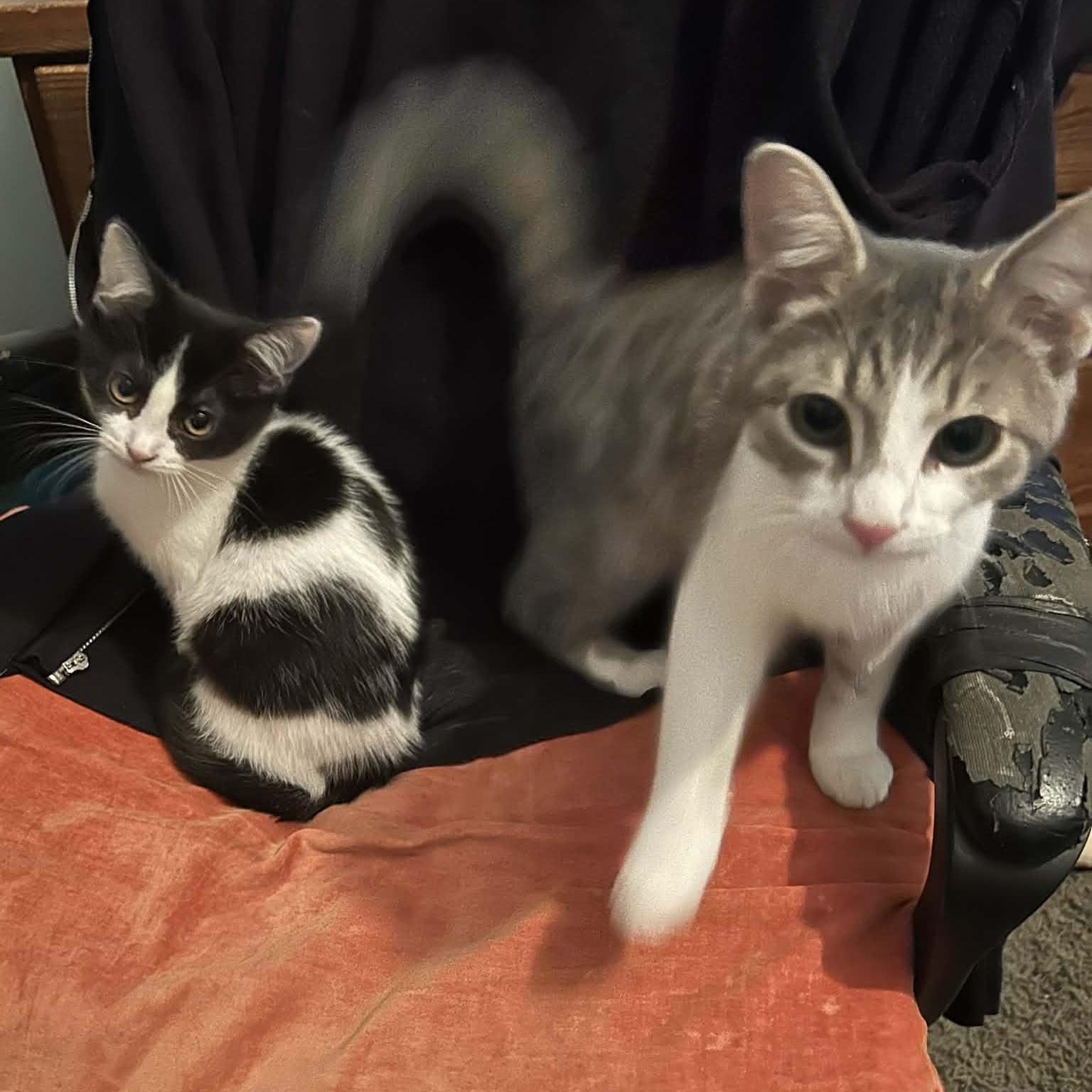 Enlarge Hops, an adopted Tabby in Fairborn, OH image 3/5