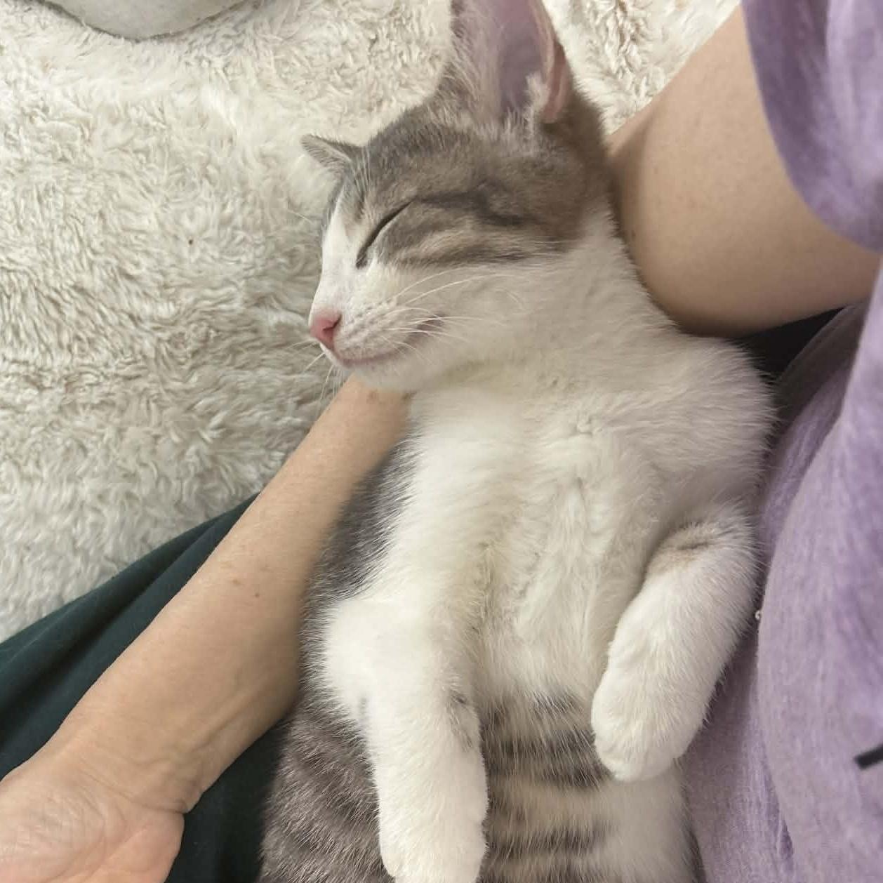 Enlarge Hops, an adopted Tabby in Fairborn, OH image 1/5