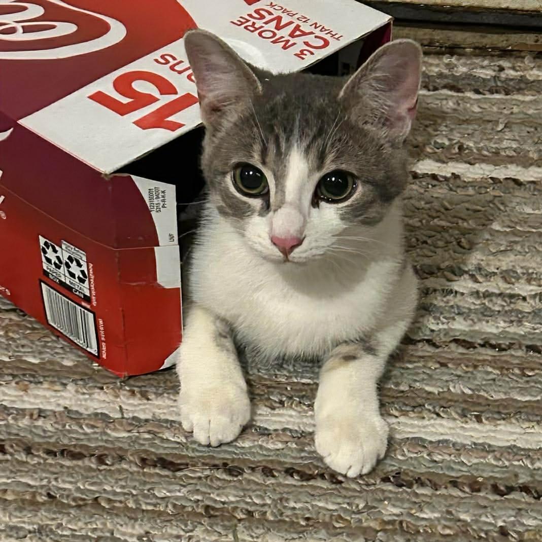 Enlarge Hops, an adopted Tabby in Fairborn, OH image 5/5