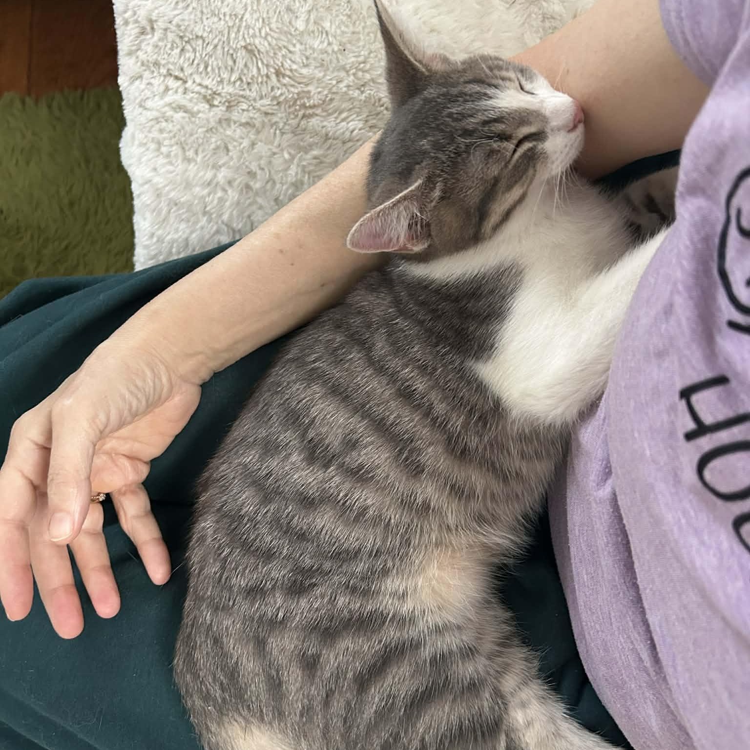 Enlarge Hops, an adopted Tabby in Fairborn, OH image 4/5