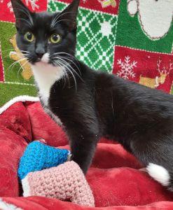 Enlarge Mouse, a ADOPTABLE Domestic Short Hair in Bucyrus, OH image 2/3