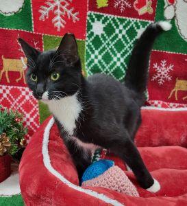 Enlarge Mouse, a ADOPTABLE Domestic Short Hair in Bucyrus, OH image 1/3