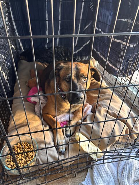 Enlarge HOUSTON, a Adoptable mixed breed in Bakersfield, CA image 1/1