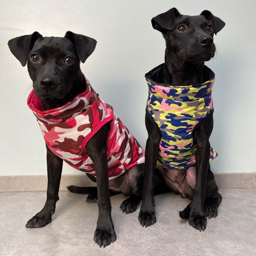 Enlarge Missy, a Adoptable mixed breed in Plano, TX image 1/6