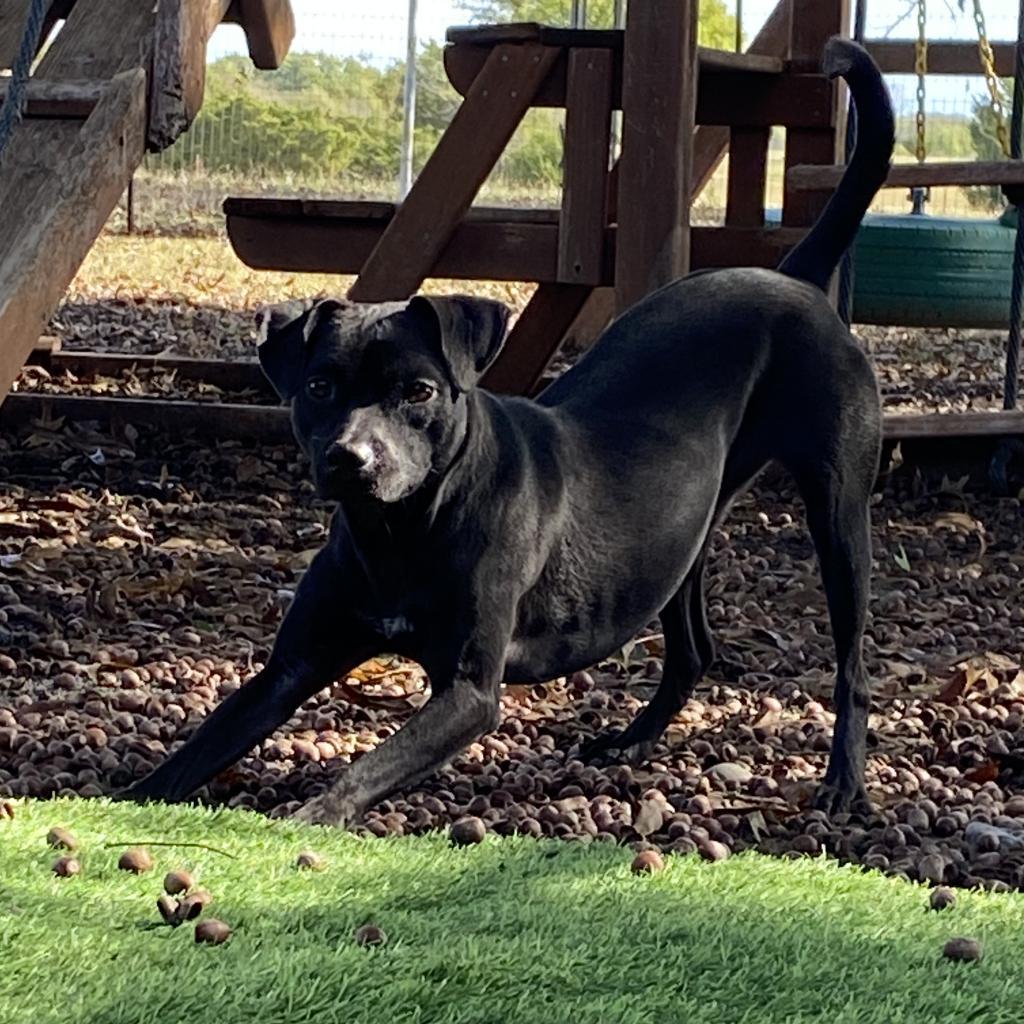 Enlarge Missy, a Adoptable mixed breed in Plano, TX image 2/6