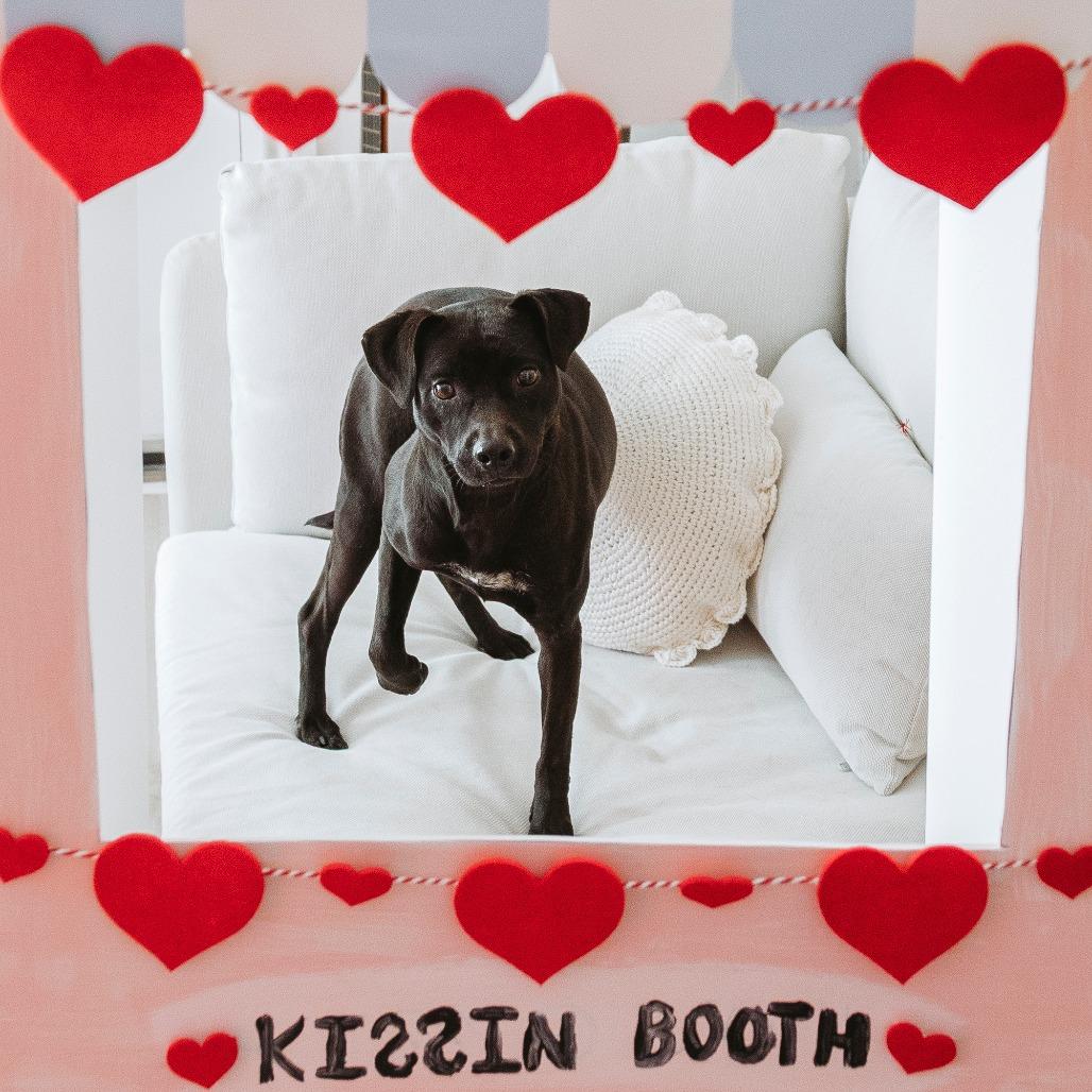 Missy, a Adoptable mixed breed in Plano, TX image 3/6