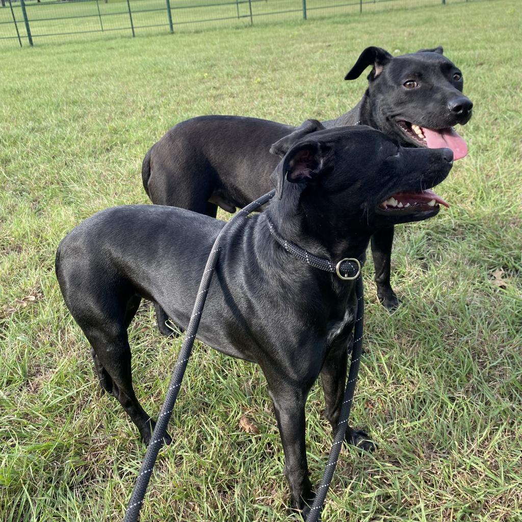 Enlarge Missy, a Adoptable mixed breed in Plano, TX image 3/6