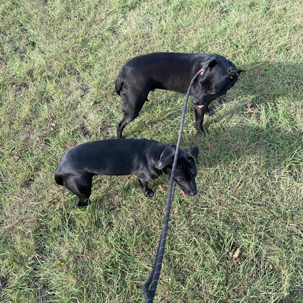 Enlarge Missy, a Adoptable mixed breed in Plano, TX image 4/6