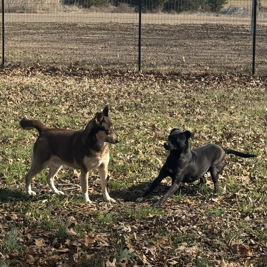 Enlarge Missy, a Adoptable mixed breed in Plano, TX image 5/6