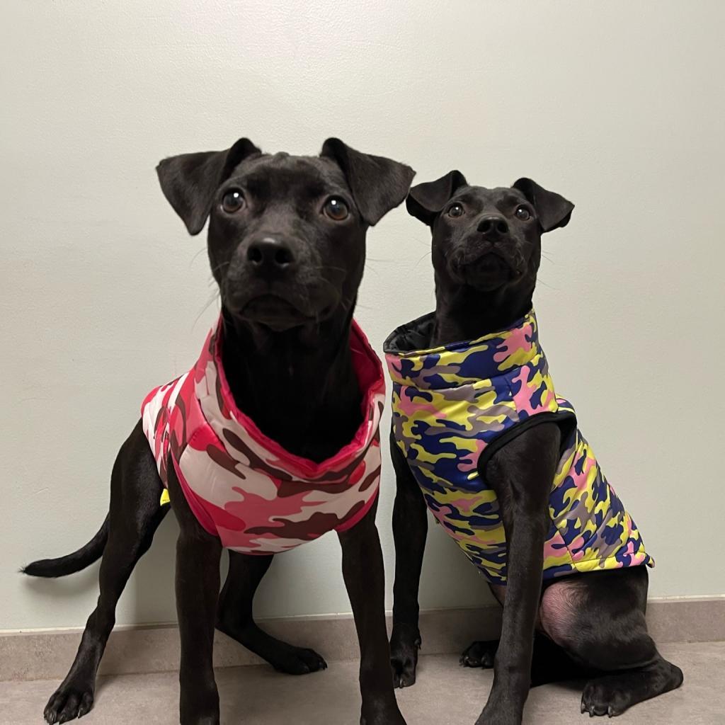 Enlarge Missy, a Adoptable mixed breed in Plano, TX image 5/6