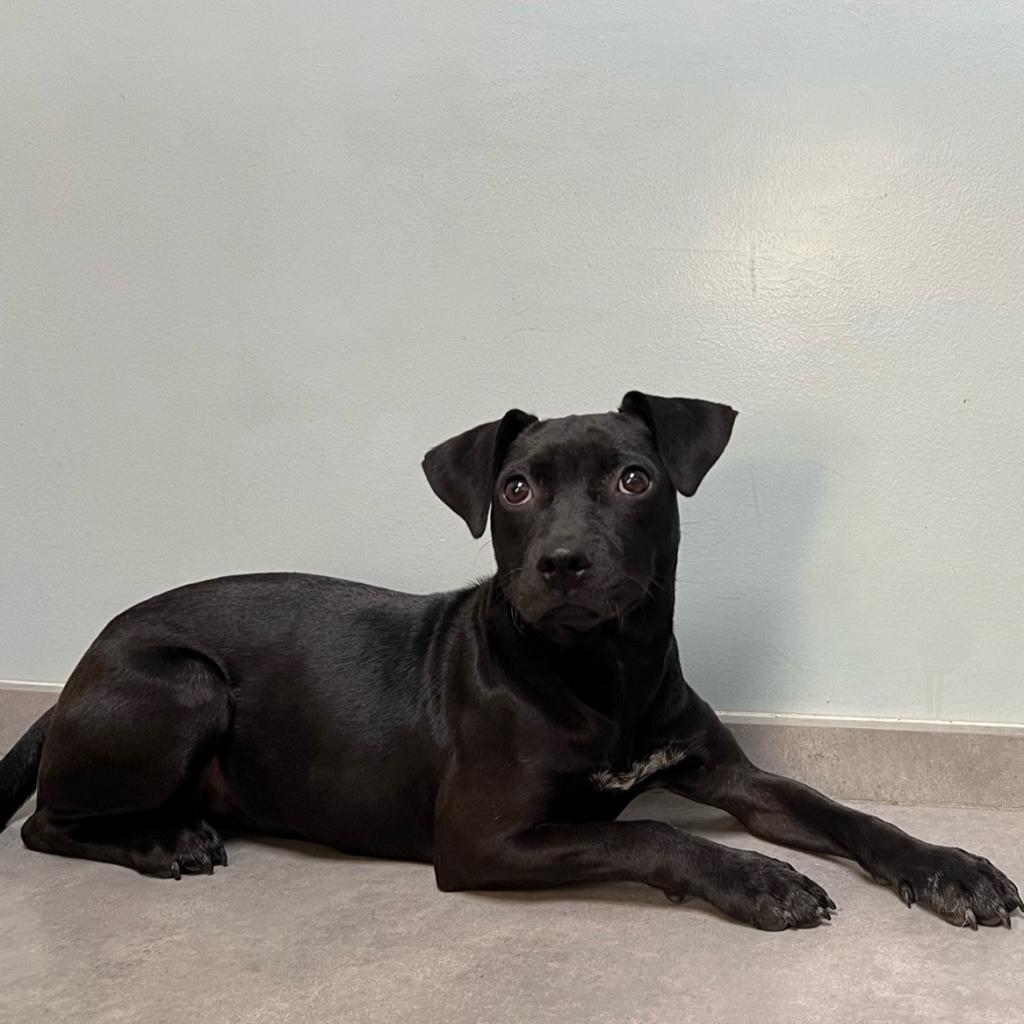 Enlarge Missy, a Adoptable mixed breed in Plano, TX image 6/6