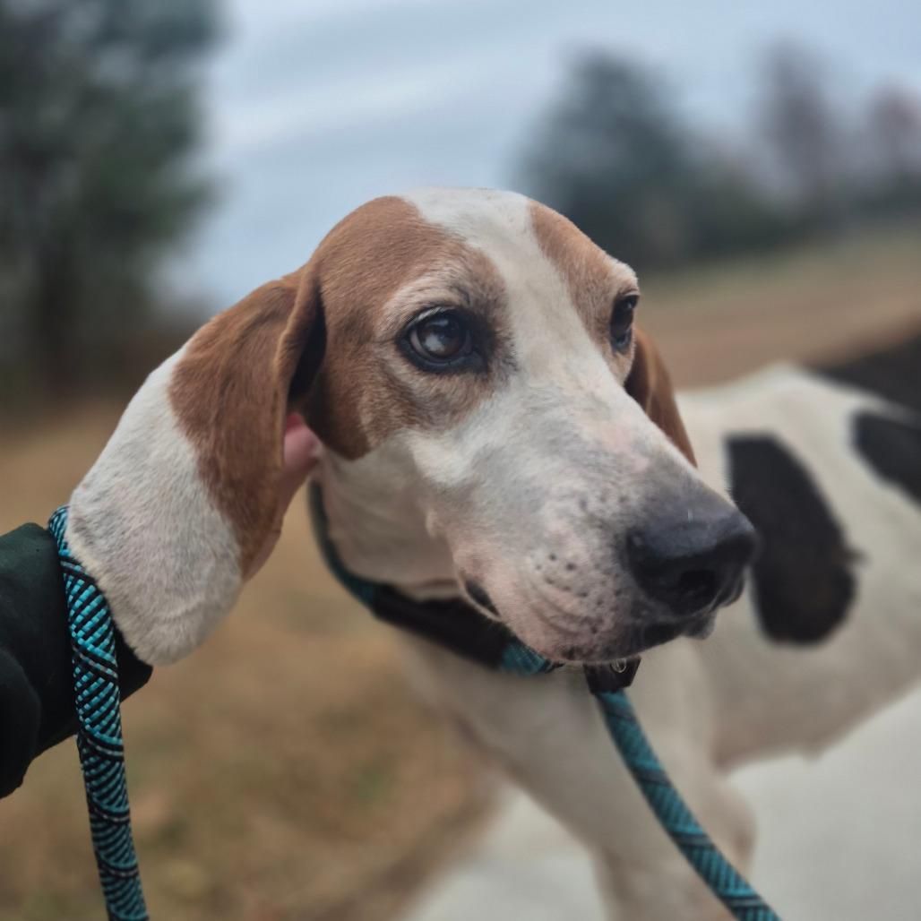 Roadie, Adoptable, Adult Female Coonhound.