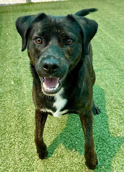 Greenley, a Adoptable mixed breed in Port Saint Joe, FL image 1/3
