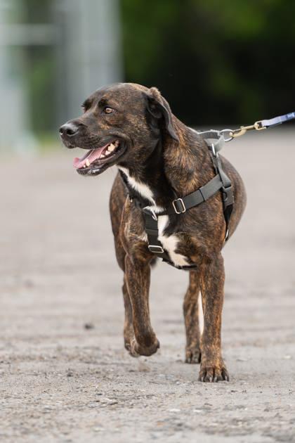 Greenley, a Adoptable mixed breed in Port Saint Joe, FL image 2/3