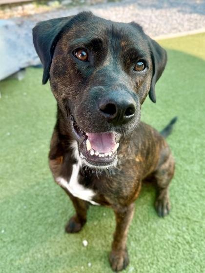 Greenley, Adoptable, Adult Male Labrador Retriever & Mixed Breed.