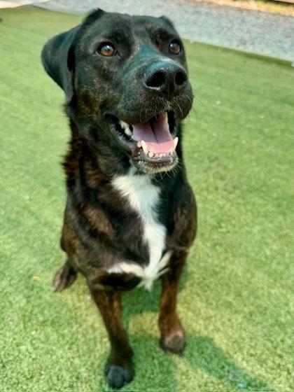 Enlarge Greenley, a Adoptable mixed breed in Port Saint Joe, FL image 1/3