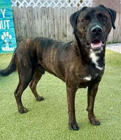 Greenley, a Adoptable mixed breed in Port Saint Joe, FL image 2/3