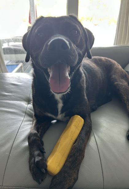 Enlarge Greenley, a Adoptable mixed breed in Port Saint Joe, FL image 2/3