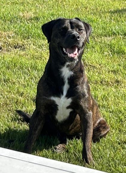 Enlarge Greenley, a Adoptable mixed breed in Port Saint Joe, FL image 3/3