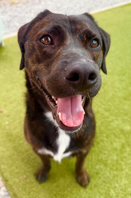 Enlarge Greenley, a Adoptable mixed breed in Port Saint Joe, FL image 3/3
