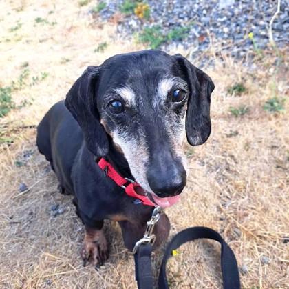 Cooper, Adoptable, Adult Male Dachshund & Mixed Breed.