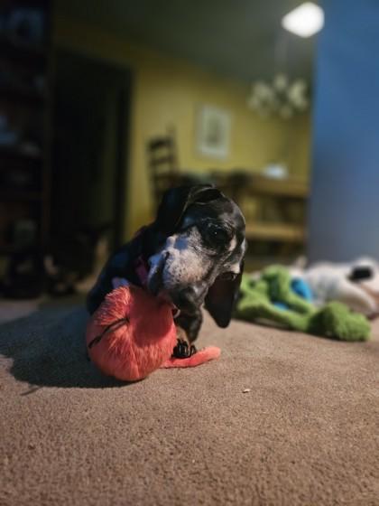 Enlarge Cooper, a Adoptable mixed breed in Seattle, WA image 2/3